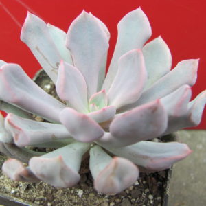 Echeveria    Cupid