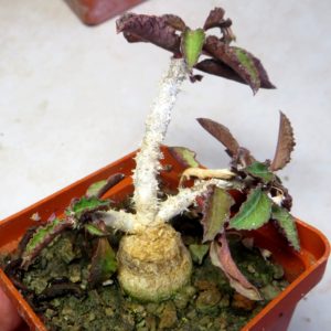 euphorbia ambovombensis