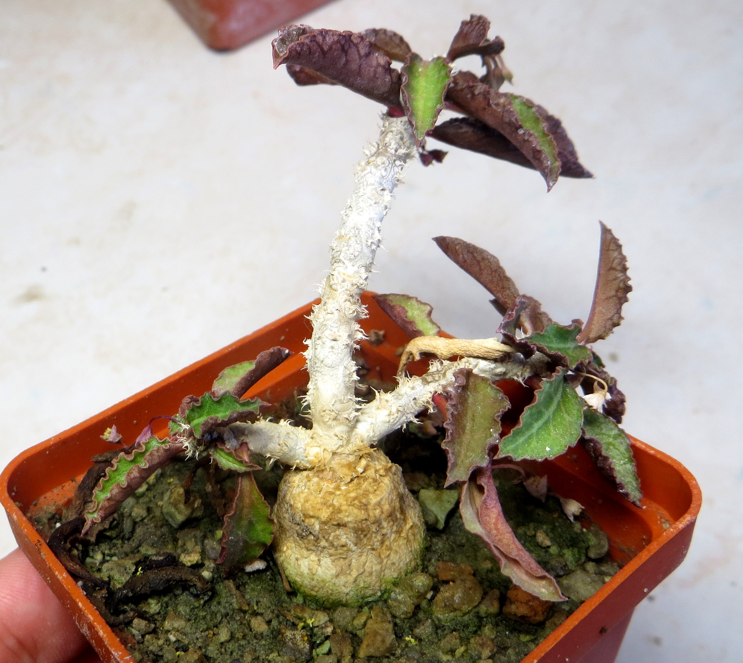 euphorbia ambovombensis