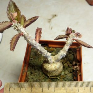 euphorbia ambovombensis