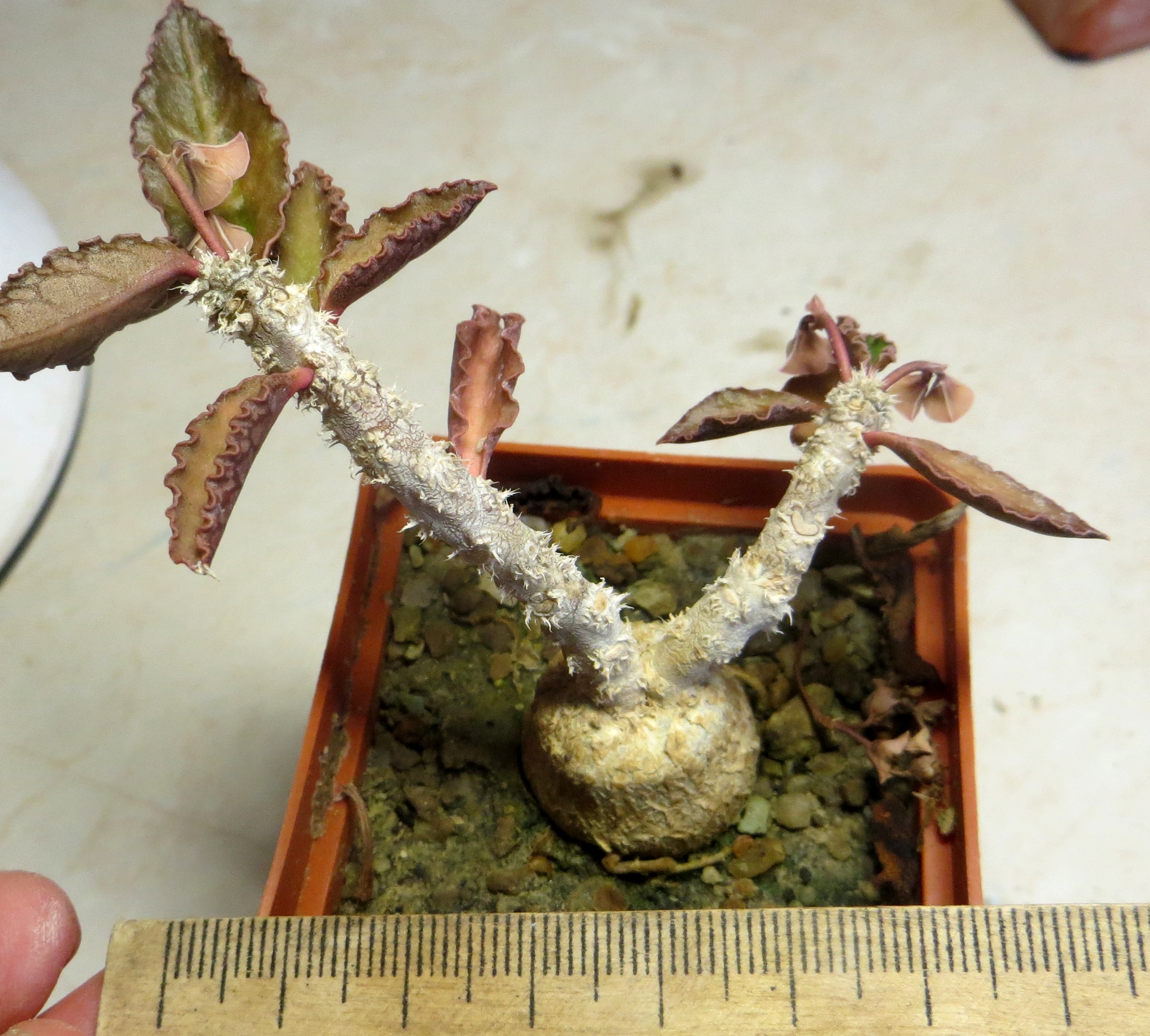 euphorbia ambovombensis