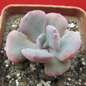Echeveria     Debbie    *Monstr*