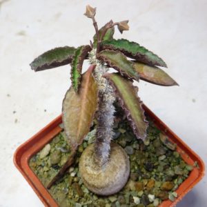 euphorbia ambovombensis
