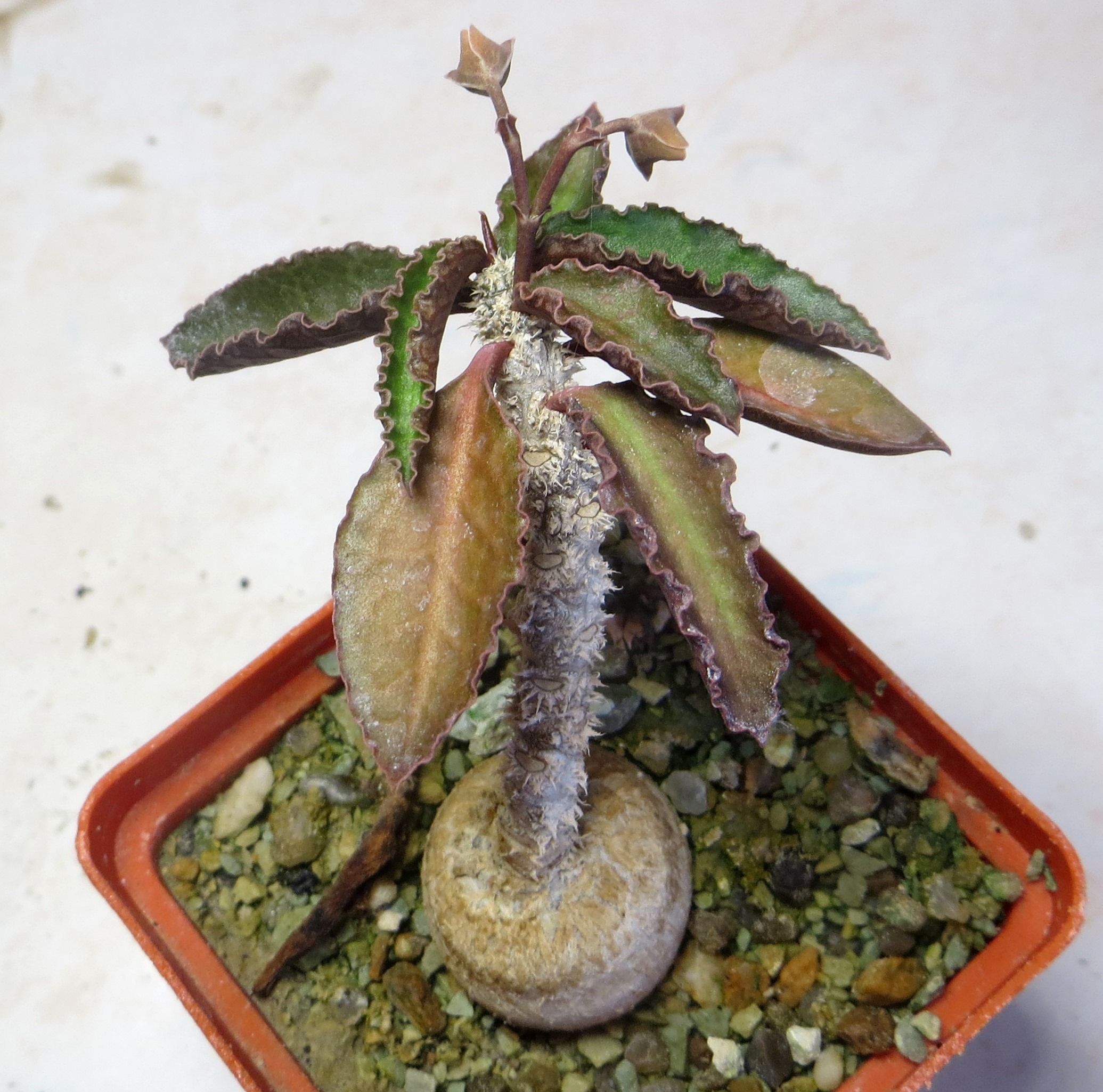euphorbia ambovombensis