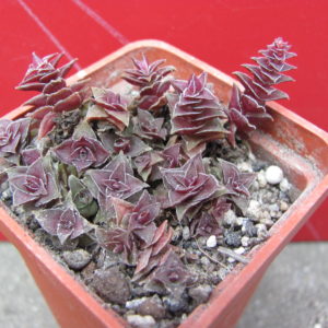 Crassula   corymbulosa