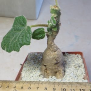 uncarina roeoesliana