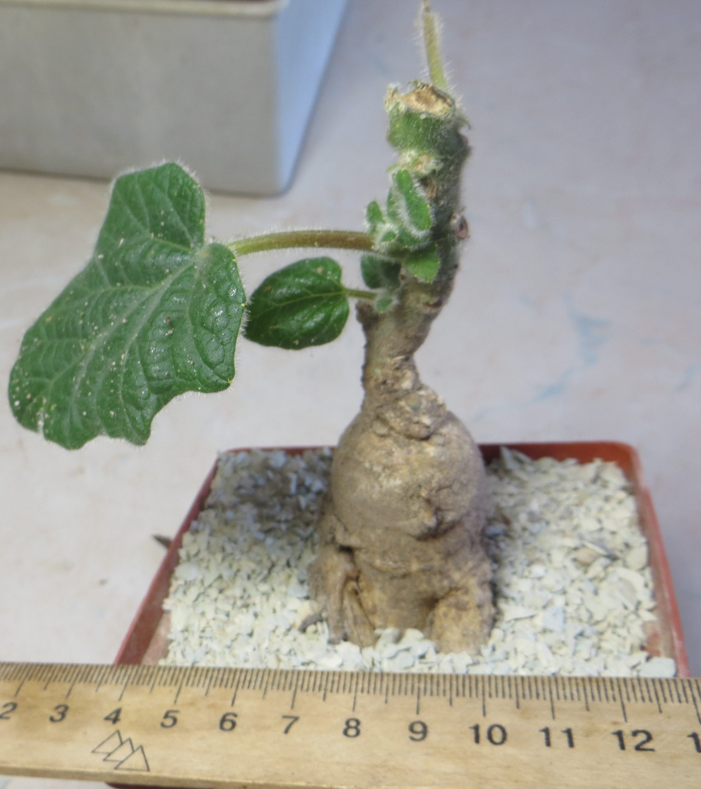 uncarina roeoesliana