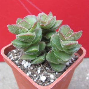 Crassula   * Jade   Tower*