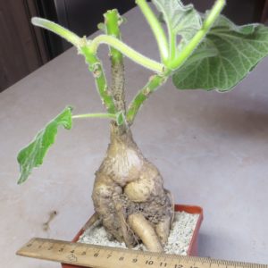 uncarina roeoesliana
