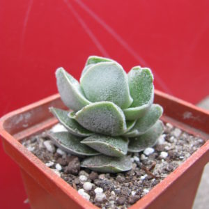 Crassula    Ivory    Pagoda