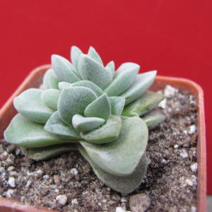 Crassula   coralita
