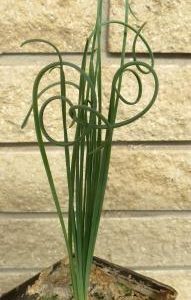 albuca spiralis