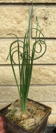 albuca spiralis