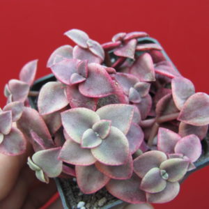 Crassula   pellucida   variegata