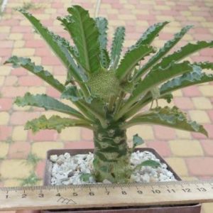 dorstenia lavrani