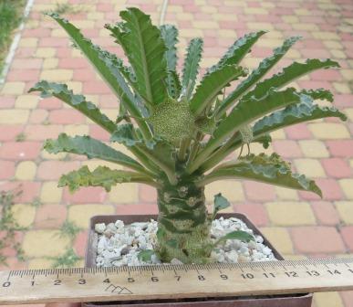 dorstenia lavrani