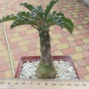 dorstenia lavrani