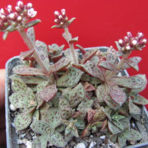 Crassula    picturata