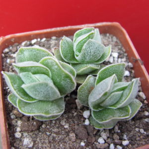 Crassula     Ivory    Pagoda