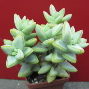 Crassula    perforata