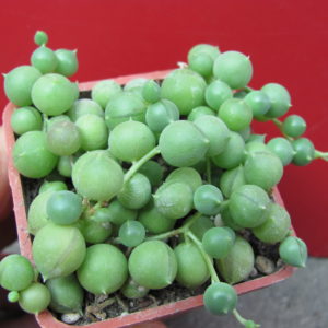 Senecio    rowleyanus