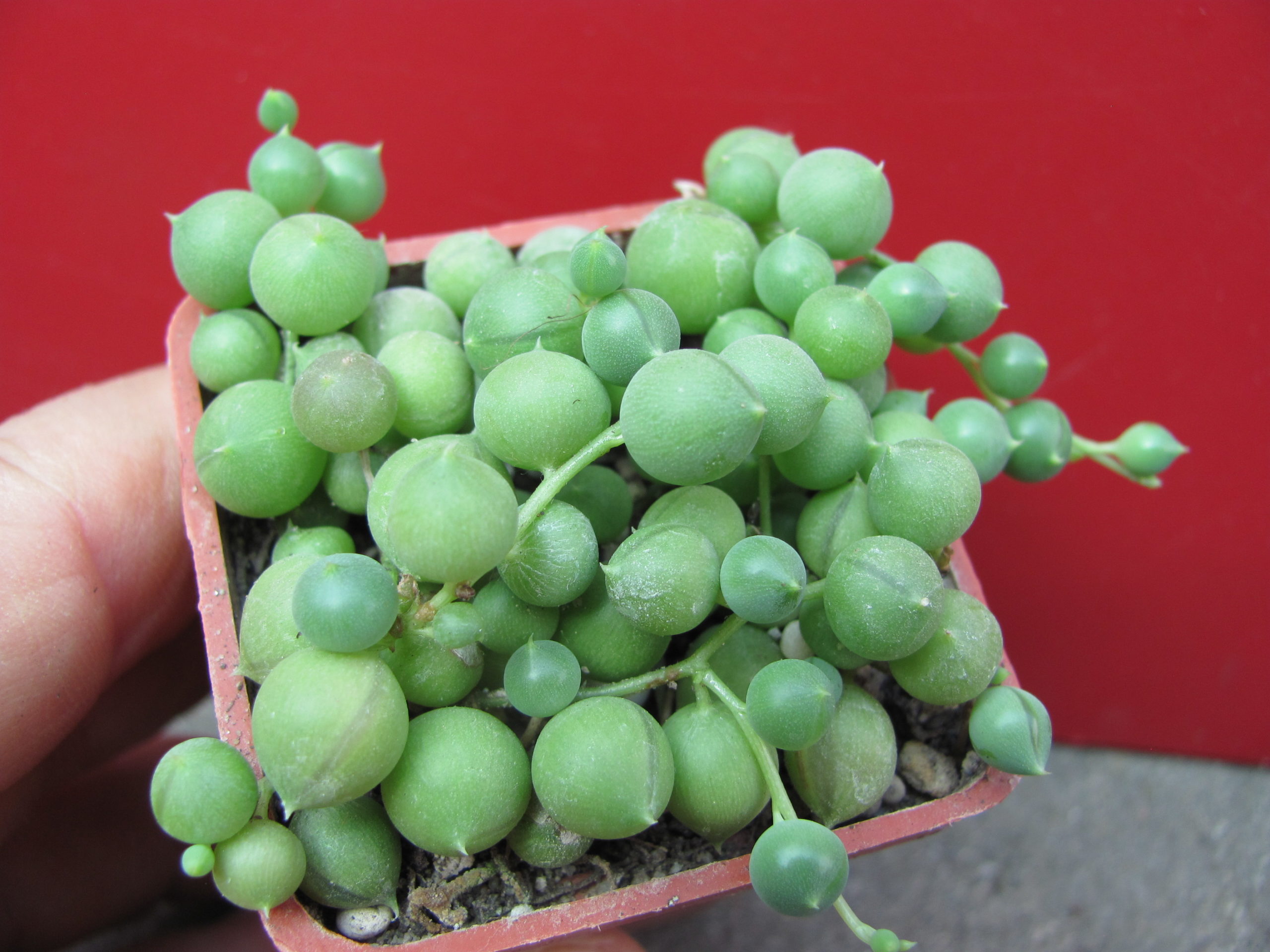 Senecio    rowleyanus