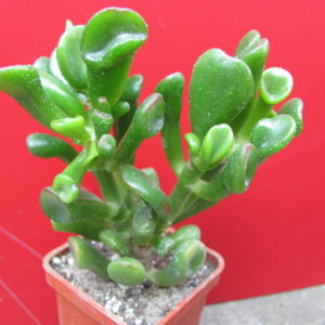 Crassula    ovata    *Gollum*
