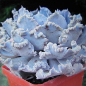 Echeveria    *Curly   Pearl*