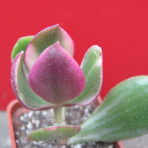 Crassula    ovata   variegata