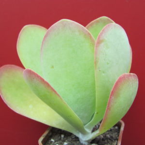 Kalanchoe     thyrsiflora