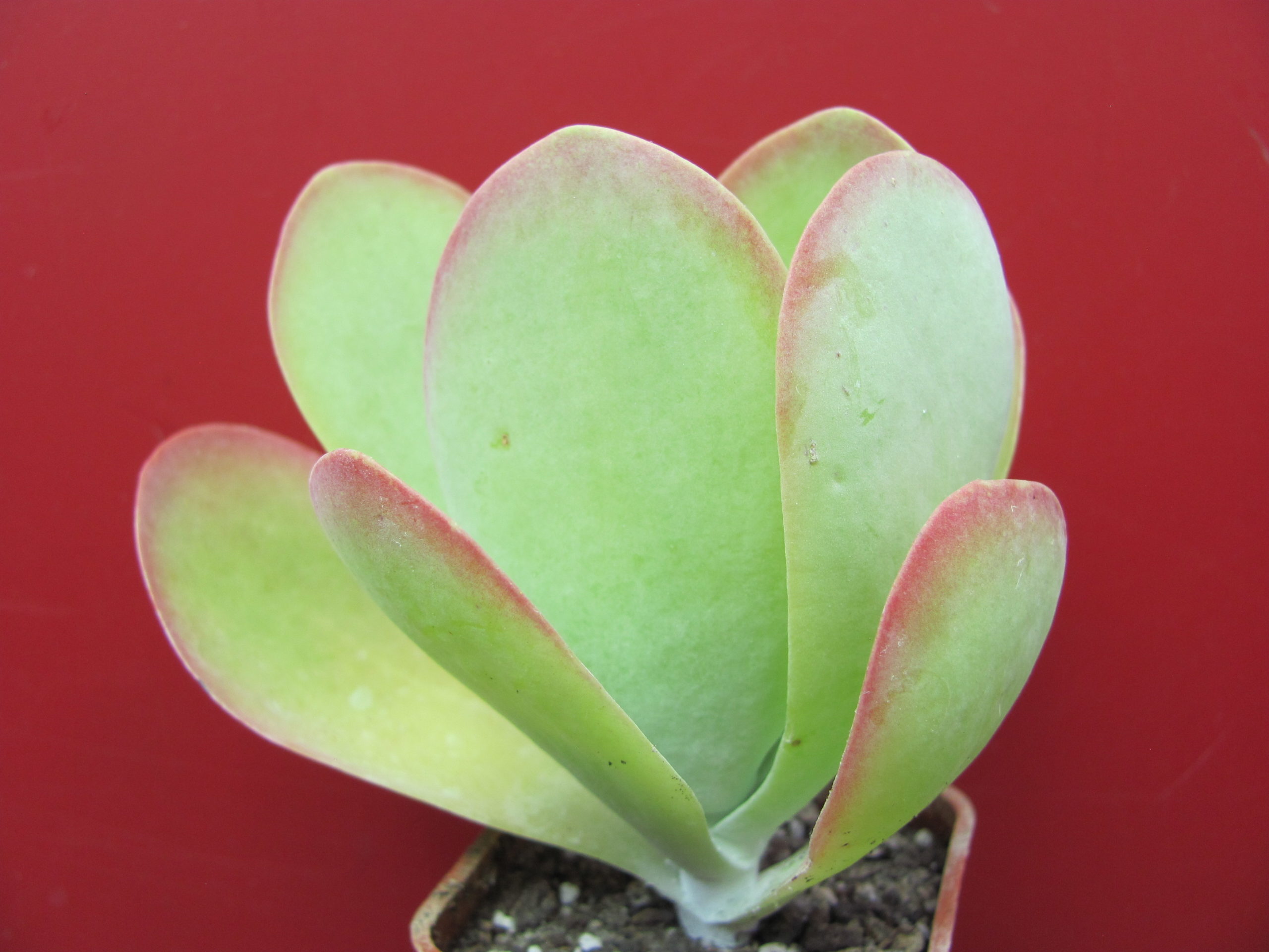 Kalanchoe thyrsiflora