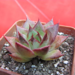 Echeveria    moranii   hybr.