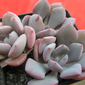 Echeveria    Debbie