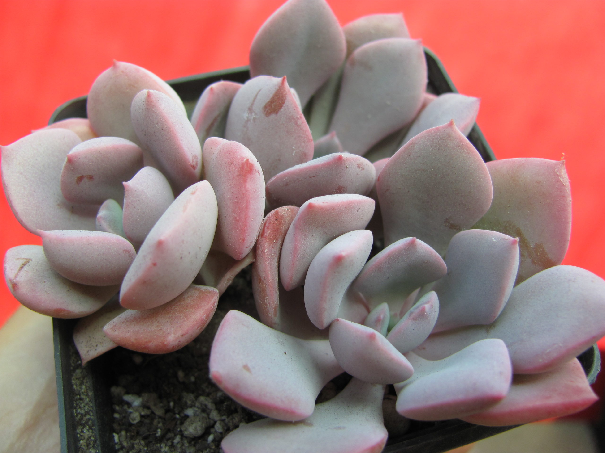 Echeveria    Debbie