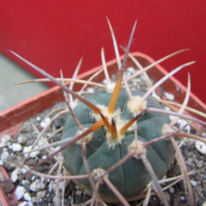 Gymnocalycium  cardenasianum    longispinum