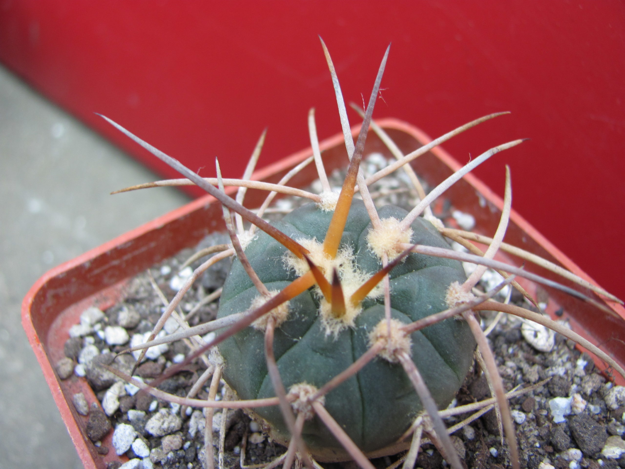 Gymnocalycium  cardenasianum    longispinum
