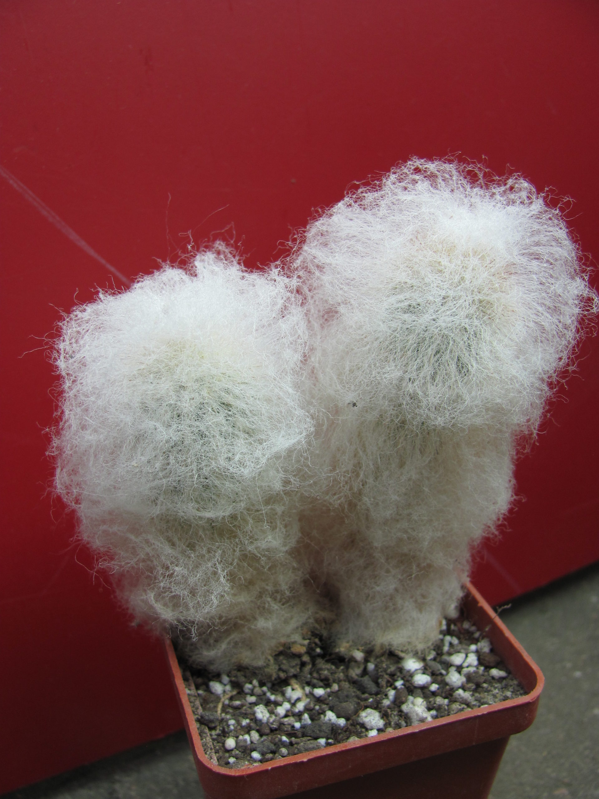 Espostoa   melanostele