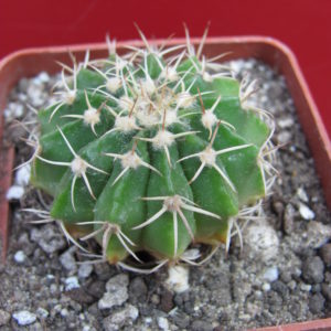 Wigginsia  vorwerkiana