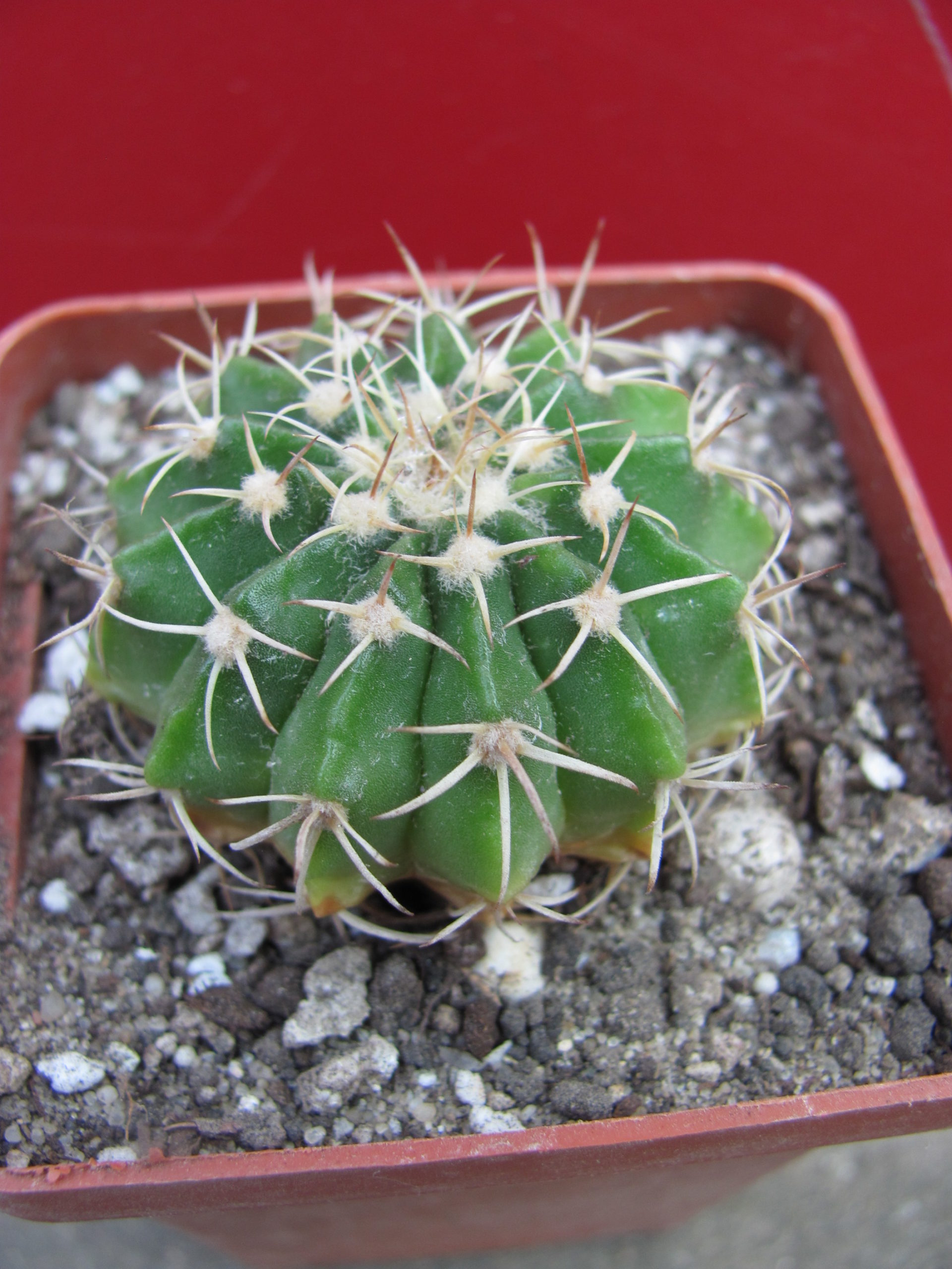 Wigginsia vorwerkiana