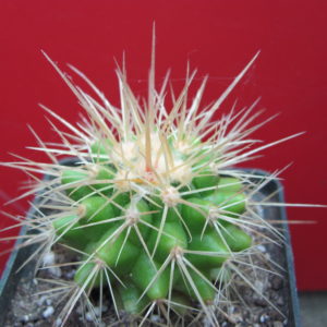 Echinocactus   grusonii