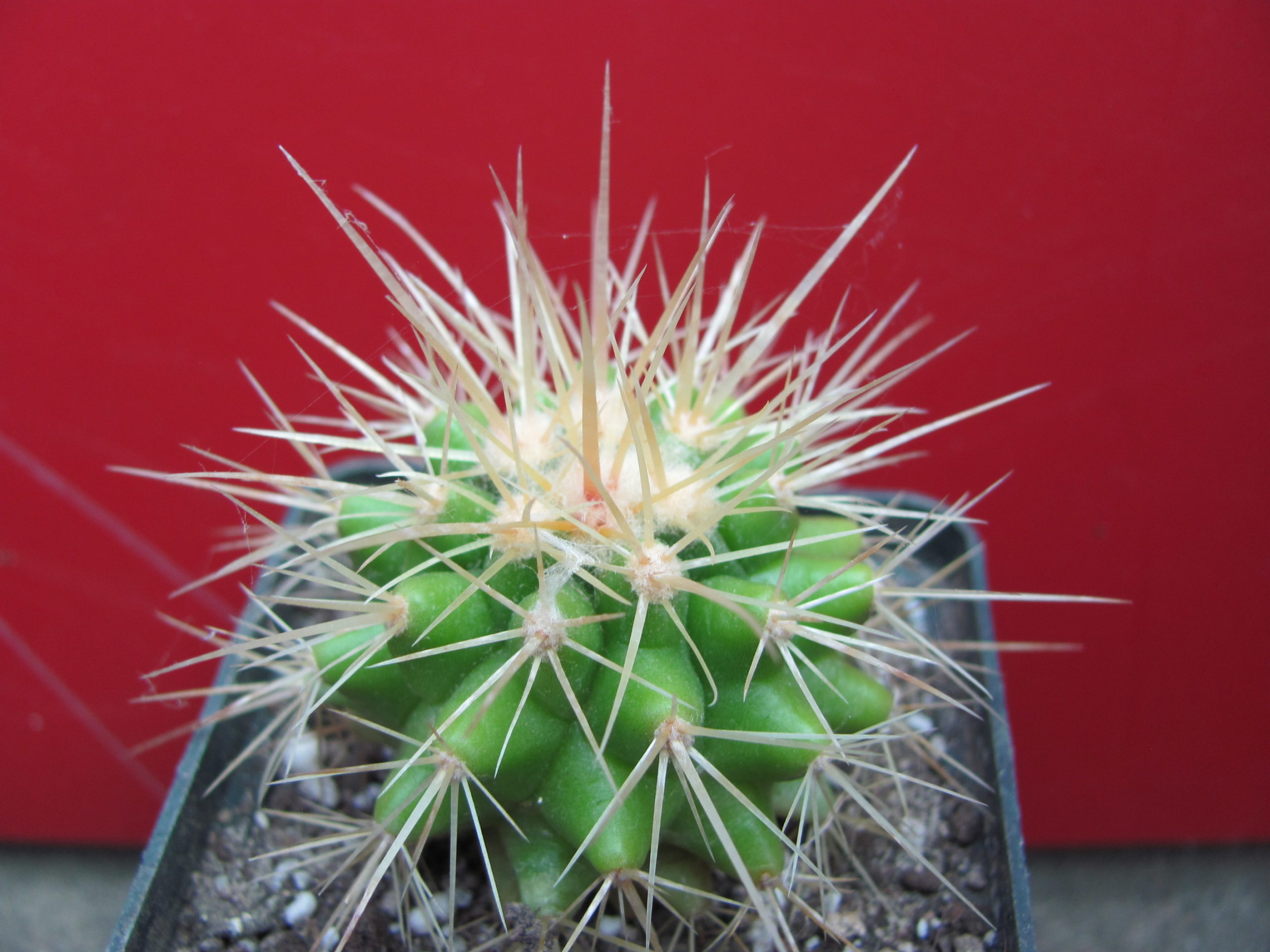 Echinocactus grusonii