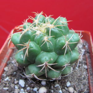 Coryphantha    elephantidens