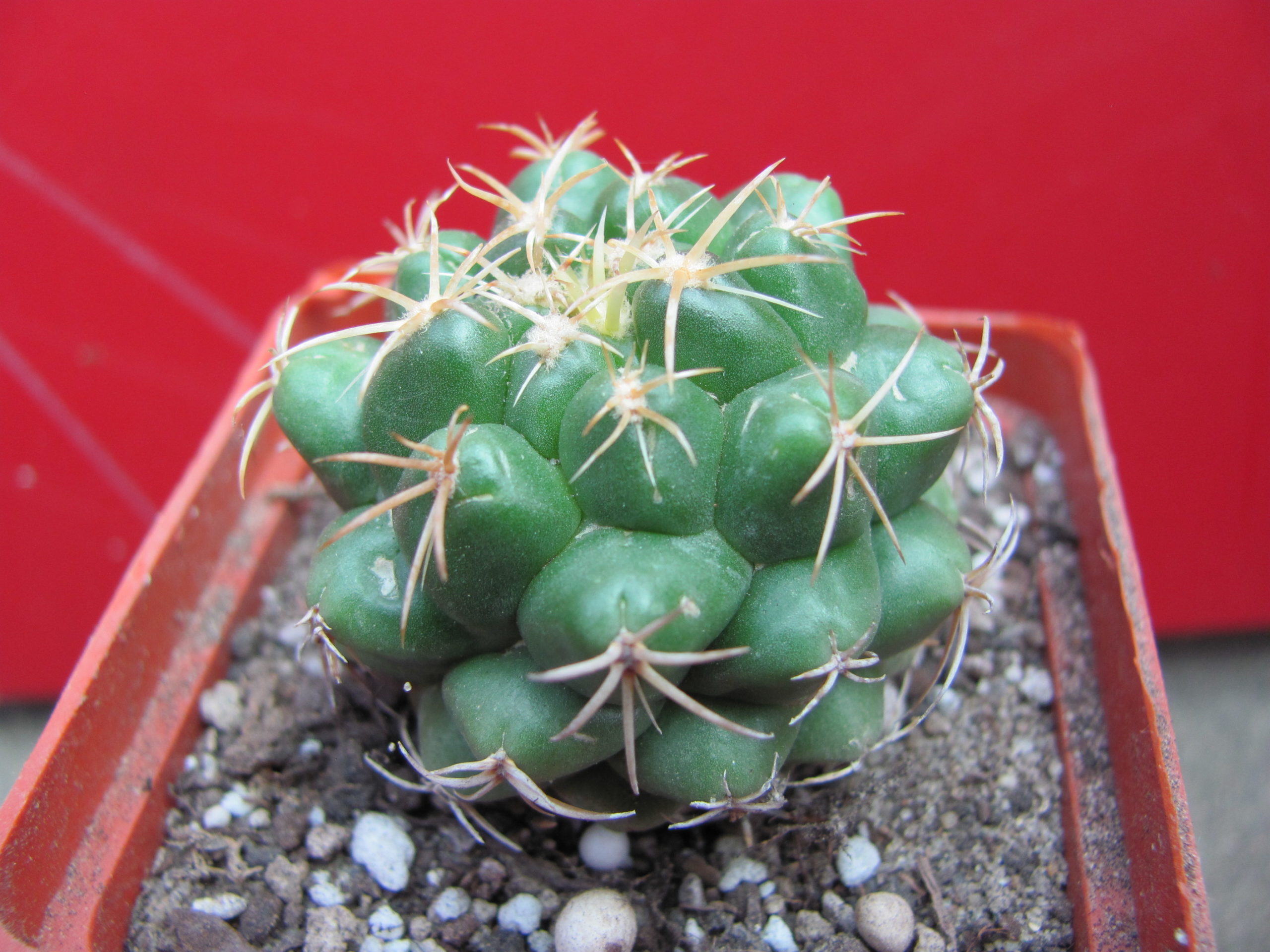 Coryphantha    elephantidens
