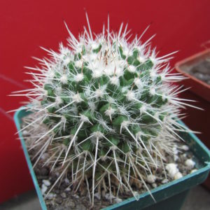 Mammillaria   nejapensis   longispina