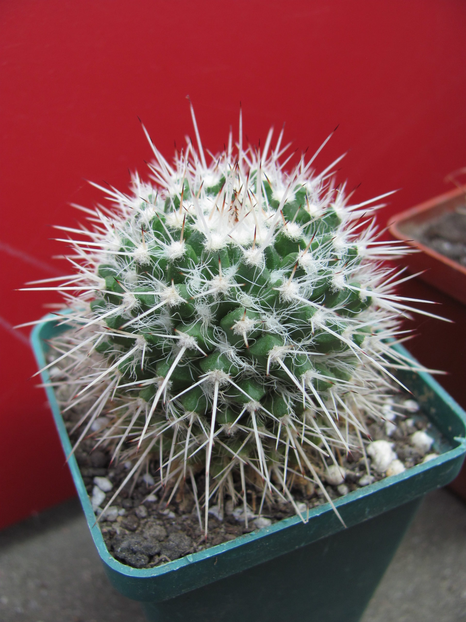 Mammillaria   nejapensis   longispina