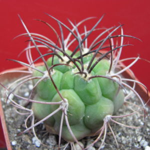 Gymnocalycium   saglione