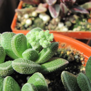Crassula     hybr.        ( hybrid   Lipskiy )