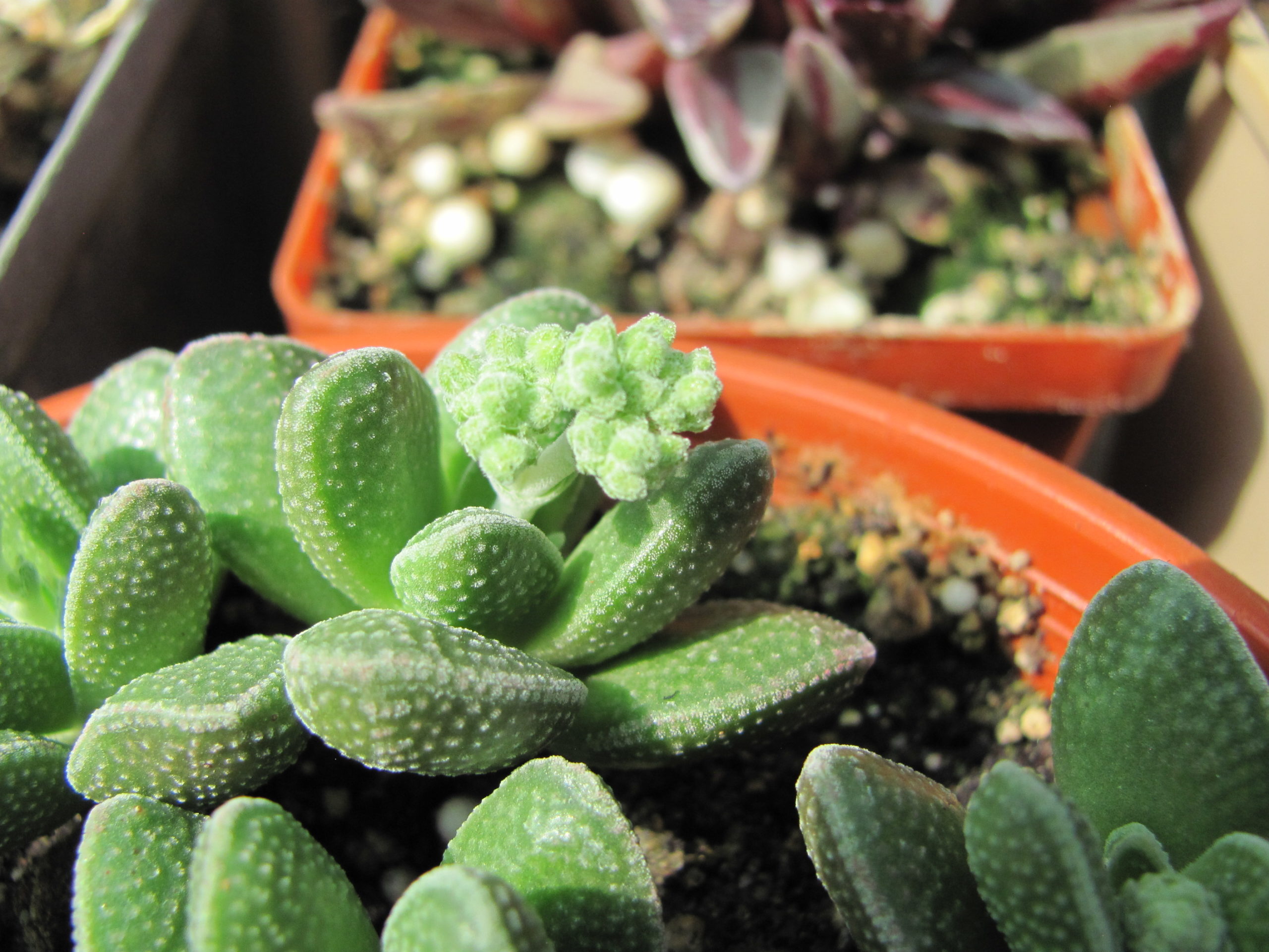 Crassula     hybr.        ( hybrid   Lipskiy )