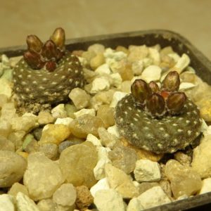 blossfeldia subterranea own root