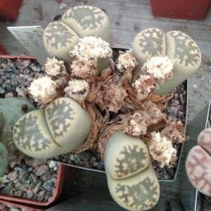Lithops bella - 20+ years -4 голови-
